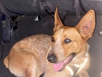 Purebred Red Heeler for Sale