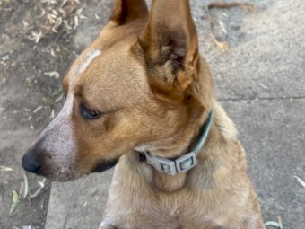 Purebred Red Heeler for Sale