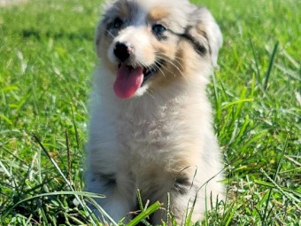 Australian Shepherd Puppies