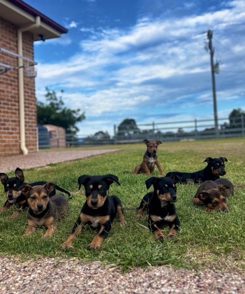 8wo Kelpie x Koolie pups for sale 