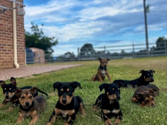 8wo Kelpie x Koolie pups for sale 