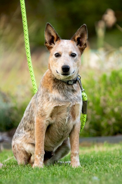 1 x Heeler Pups looking for homes