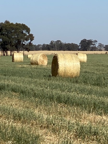 Oaten (Pure) Hay 5x4 Rounds Bales