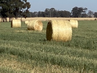 Oaten (Pure) Hay 5x4 Rounds Bales