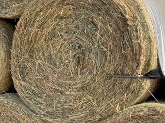 Oaten (Pure) Hay 5x4 Rounds Bales