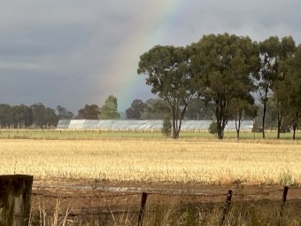 Oaten (Pure) Hay 5x4 Rounds Bales