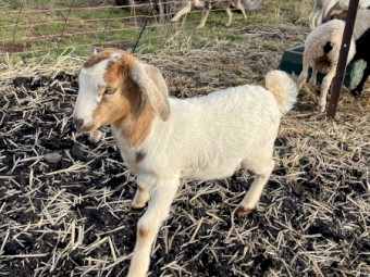 Rangeland x boer goats
