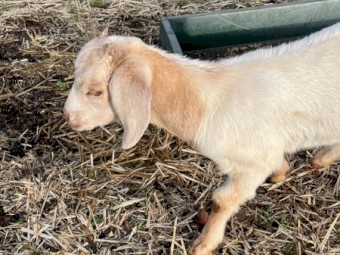 Rangeland x boer goats