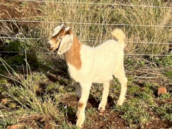 Rangeland x boer goats