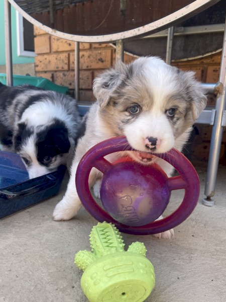 Border collie puppy puppies 