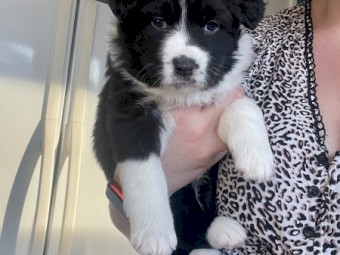 Border collie puppy puppies 