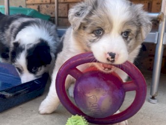 Border collie puppy puppies 