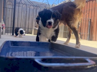 Border collie puppy puppies 