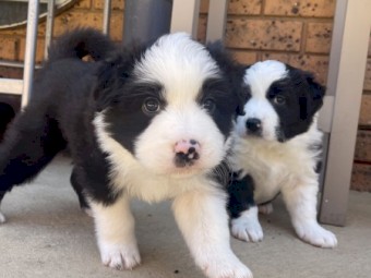 Border collie puppy puppies 