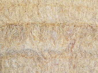 Organic wheaten hay 