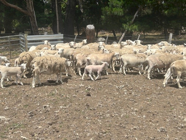 50 X Nudie ewes with approx 60 lambs at foot