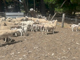 50 X Nudie ewes with approx 60 lambs at foot