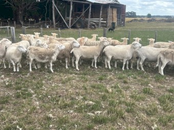 80 X Joined Mixed Age Nudie Ewes