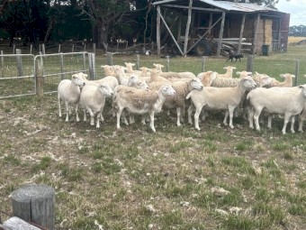 80 X Joined Mixed Age Nudie Ewes