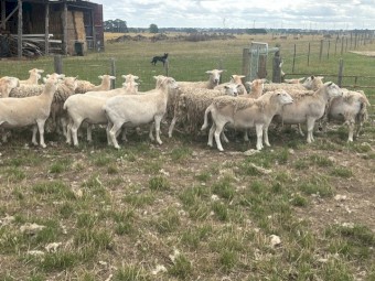 80 X Joined Mixed Age Nudie Ewes