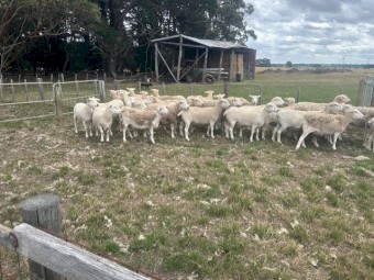 80 X Joined Mixed Age Nudie Ewes