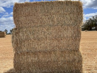 60mt Oaten Hay 650kg 8x4x3 Bales