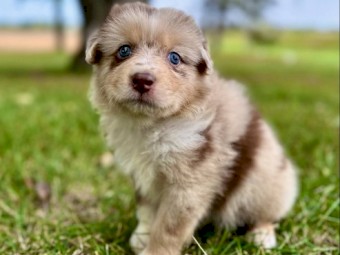 Australian Shepherd Pups