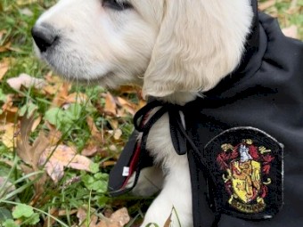 12 Week Old English Cream  Golden Retriever Puppies Ready New Home