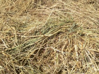 80 Big Square 3 x 3 x 8 Rye Grass - No Rain Damage