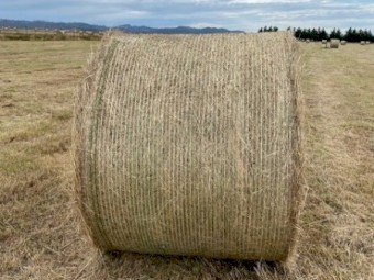 120 Pasture Hay 5x4 Round Bales