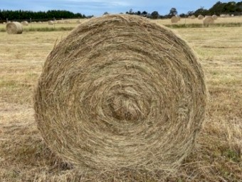 120 Pasture Hay 5x4 Round Bales