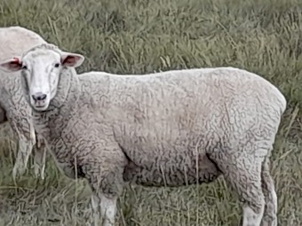 65 x First Cross Ewes