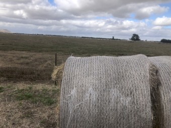 60 Clover Rye Hay 5x4 Round Bales