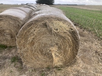 60 Clover Rye Hay 5x4 Round Bales