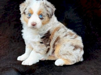 Adorable Australian Shepherd puppies 