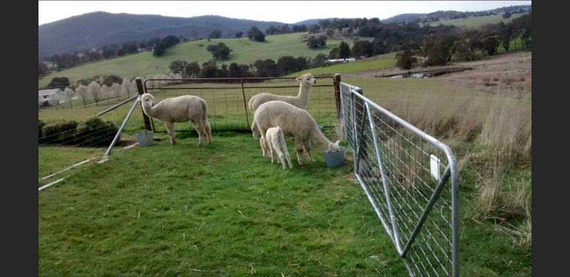 Alpacas Lovely Ladies x 4 