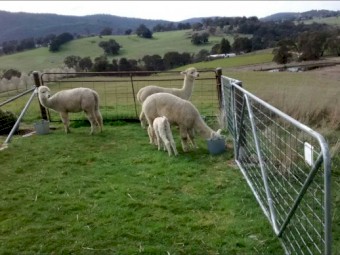 Alpacas Lovely Ladies x 4 
