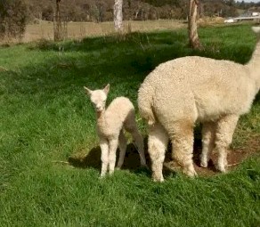 Alpacas Lovely Ladies x 4 