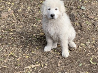 Maremma Puppies