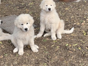 Maremma Puppies