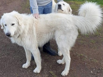 Maremma Puppies