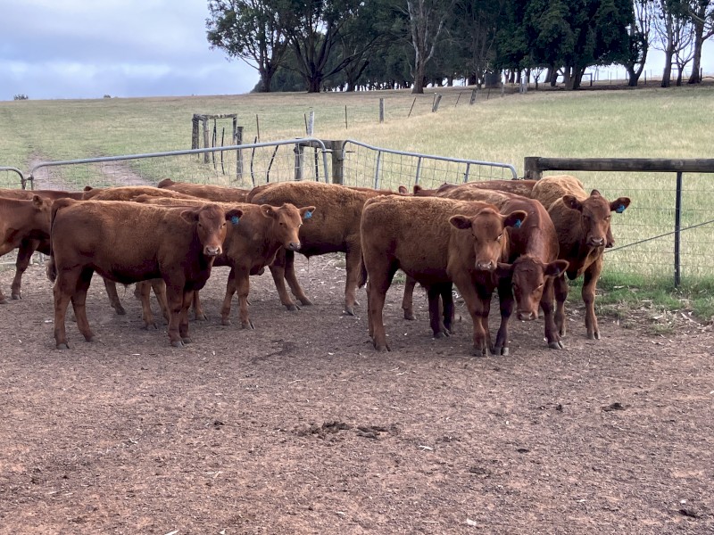 12 x Red Angus Autumn Drop Steers