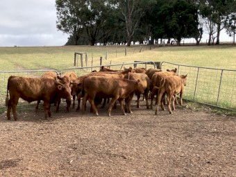 12 x Red Angus Autumn Drop Steers