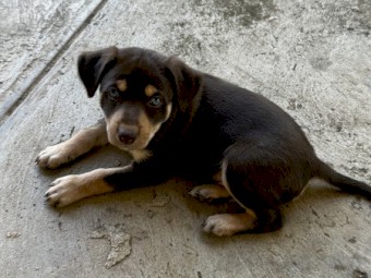 4 x Male Kelpie Pups