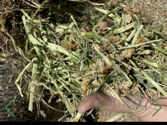 Premium clover hay