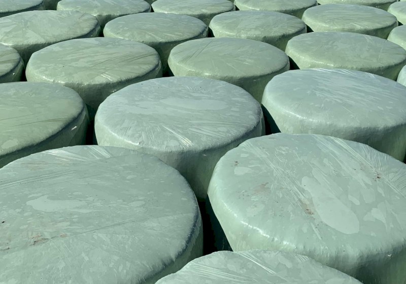 Italian Ryegrass Silage