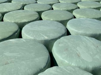 Italian Ryegrass Silage