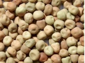 Dun Peas field peas / parafield peas) Botanical name: Pisum Sativum Varieties: Kaspa/Parafield /Dun 