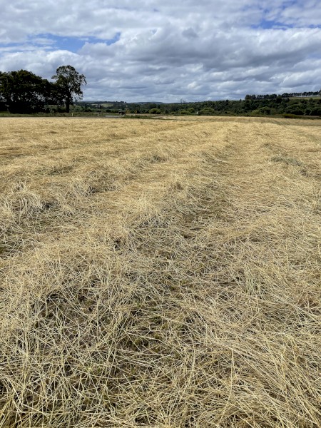 Italian Ryegrass Hay