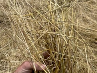 Italian Ryegrass Hay